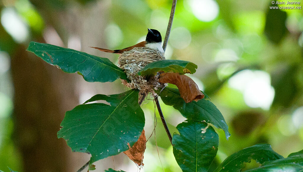 Seychelles Paradise Flycatcher female, Reproduction-nesting