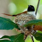 Seychelles Paradise Flycatcher