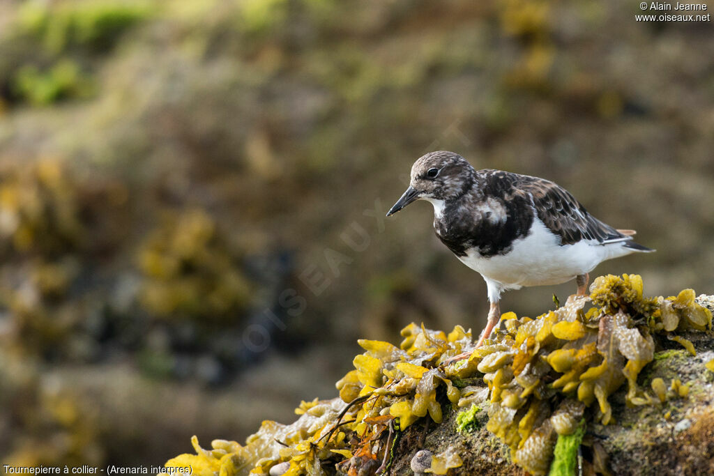 Ruddy Turnstone