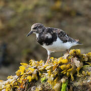 Ruddy Turnstone