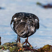 Ruddy Turnstone