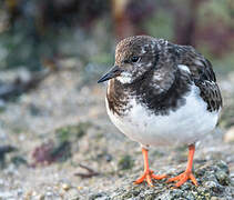 Ruddy Turnstone