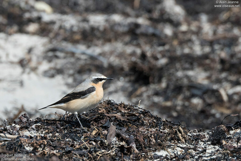 Northern Wheatear male