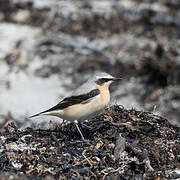 Northern Wheatear