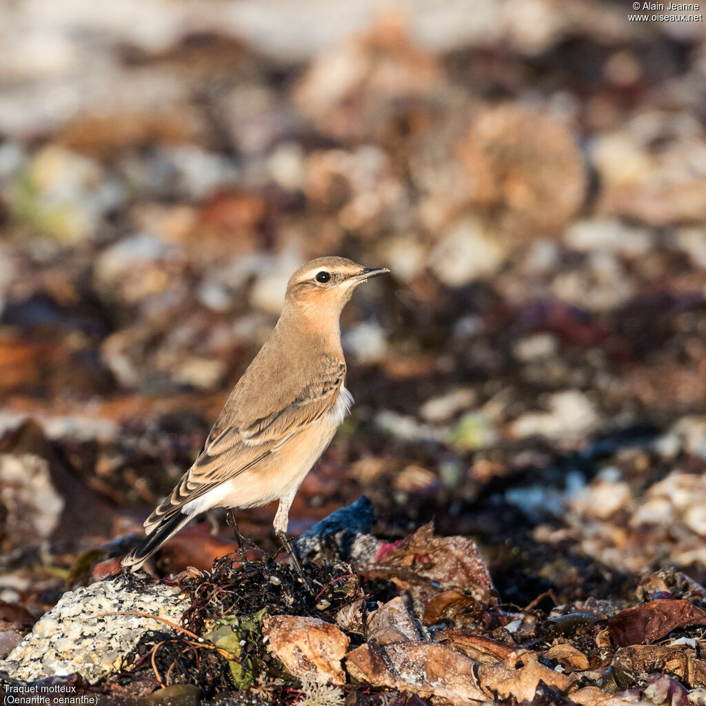 Northern Wheatear female, close-up portrait, walking, eats