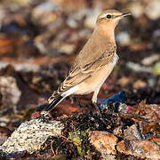 Northern Wheatear