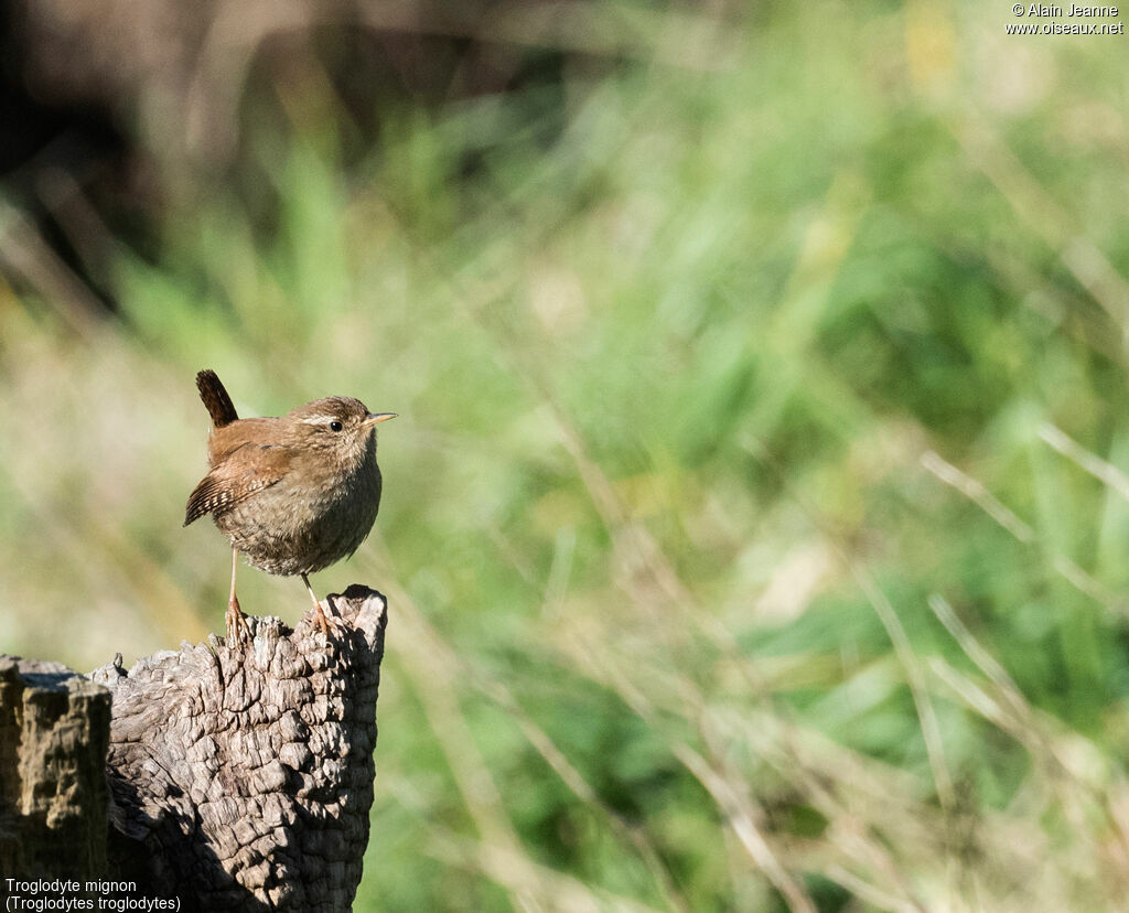 Eurasian Wren