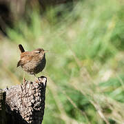 Eurasian Wren