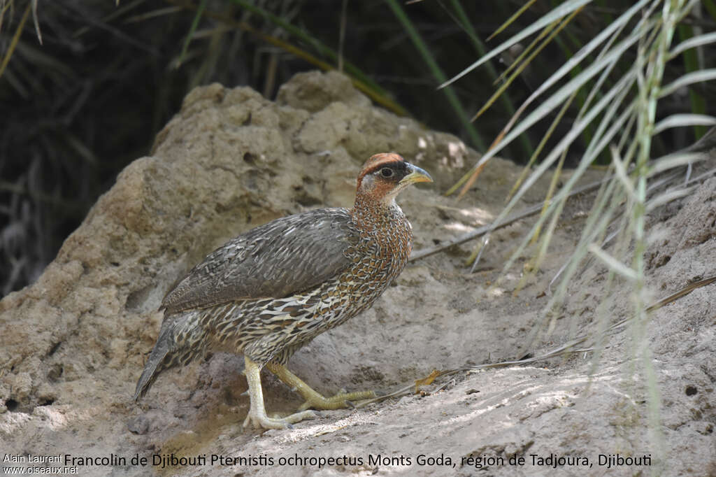 Djibouti Spurfowl