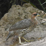 Djibouti Spurfowl