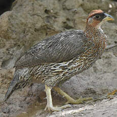 Francolin somali