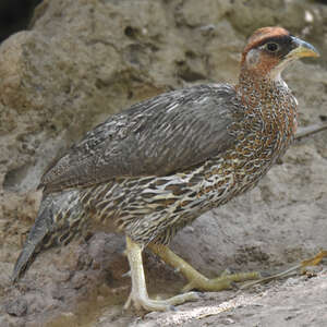 Francolin somali