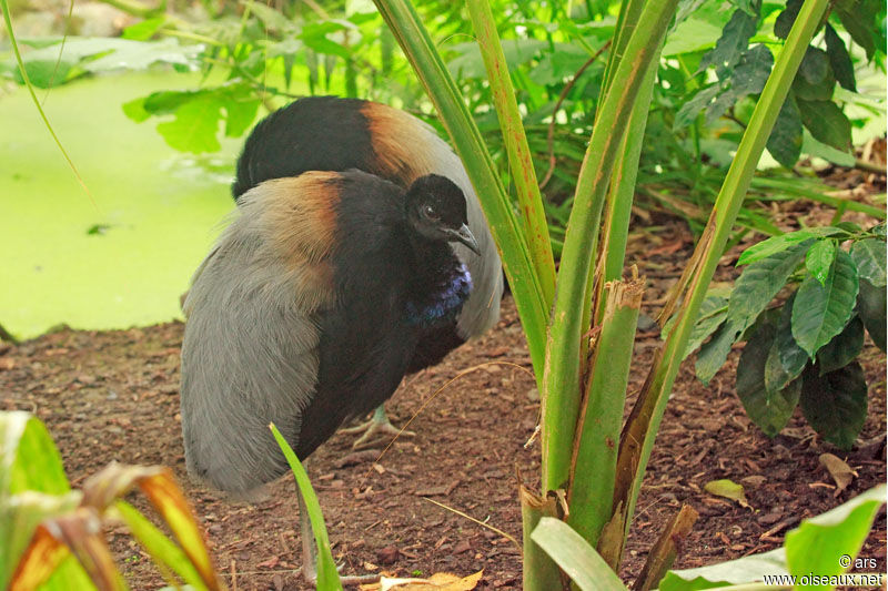 Grey-winged Trumpeter, identification