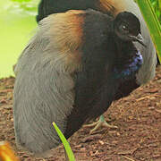 Grey-winged Trumpeter