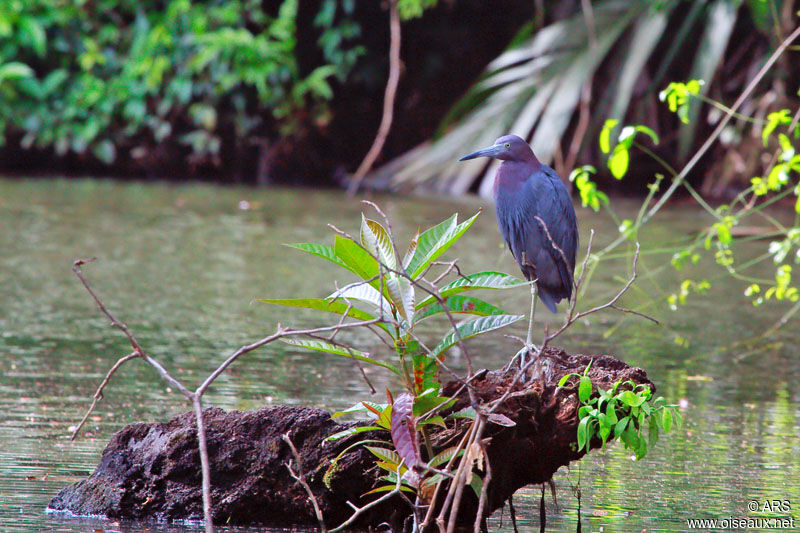 Little Blue Heron, identification