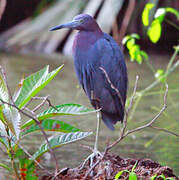 Little Blue Heron