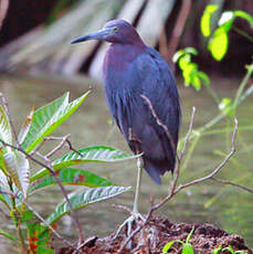 Aigrette bleue