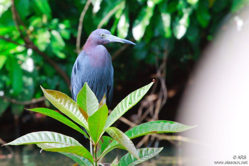 Little Blue Heron, identification