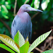 Aigrette bleue