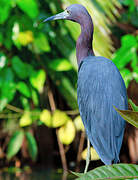 Little Blue Heron