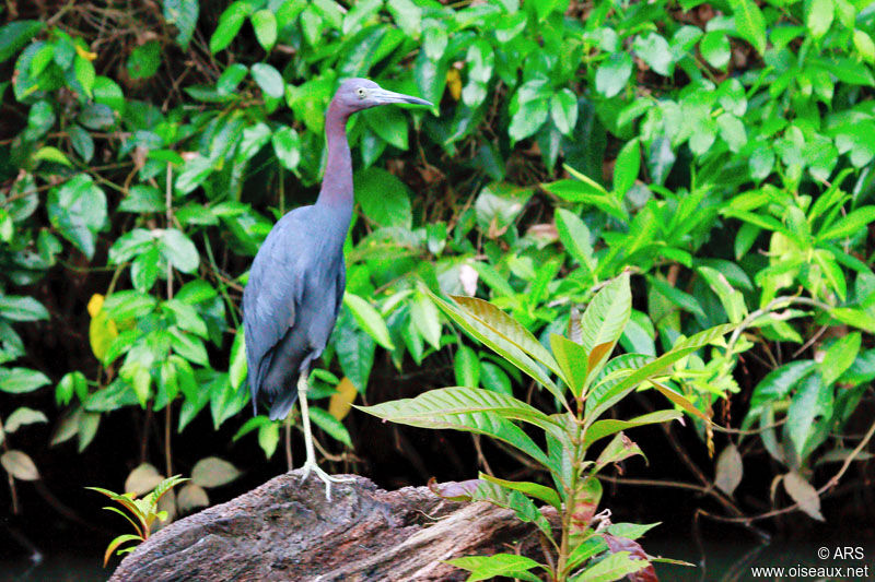 Little Blue Heron, identification