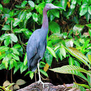 Little Blue Heron