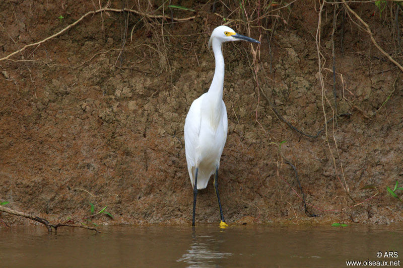 Aigrette neigeuse, identification