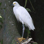 Snowy Egret