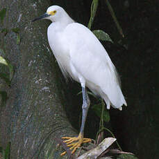 Aigrette neigeuse