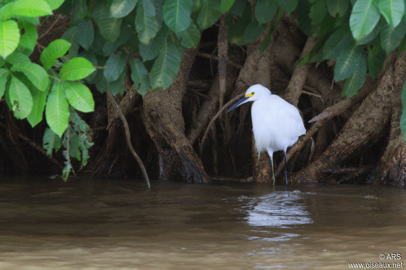 Snowy Egret, identification