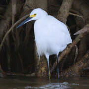 Snowy Egret