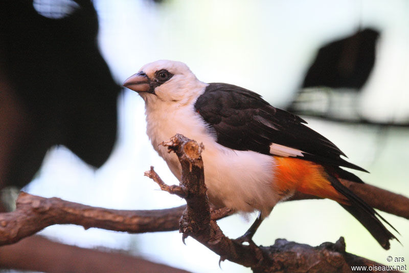 White-headed Buffalo Weaver, identification