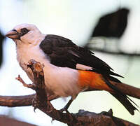 White-headed Buffalo Weaver