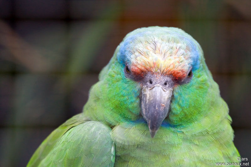 Festive Amazon, identification