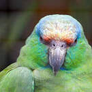 Amazone tavoua