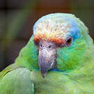 Amazone tavoua