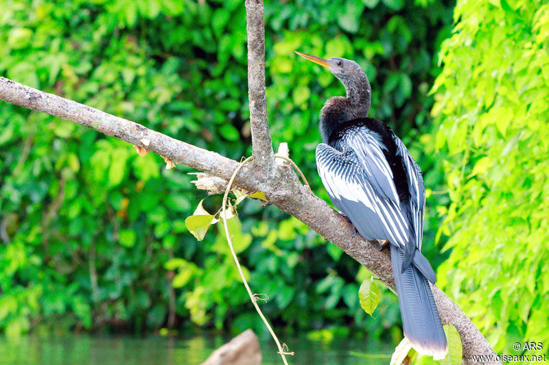 Anhinga d'Amérique mâle, identification