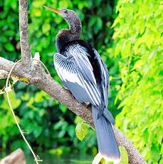 Anhinga d'Amérique