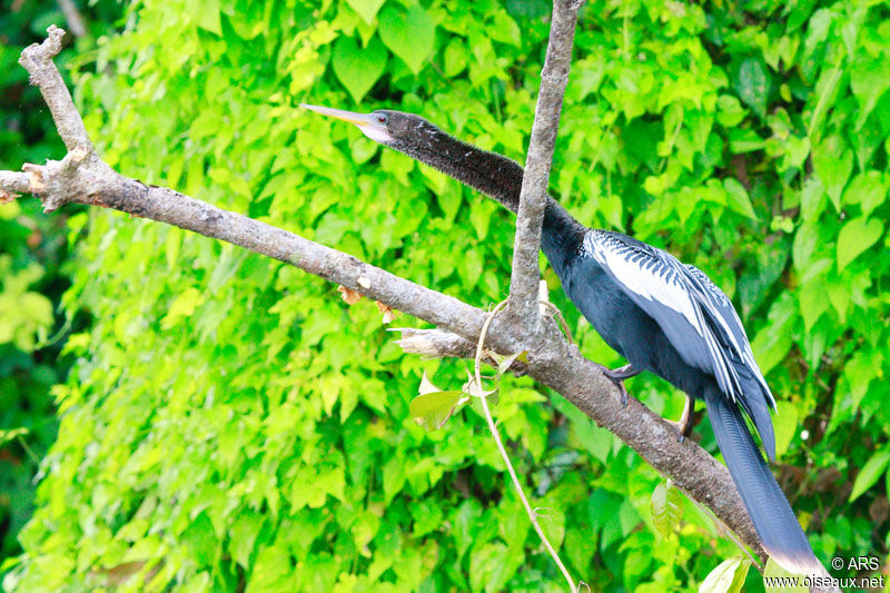 Anhinga d'Amérique mâle, identification