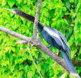 Anhinga d'Amérique