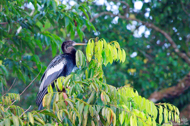 Anhinga d'Amérique mâle, identification