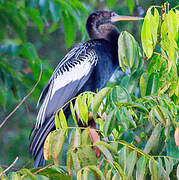 Anhinga