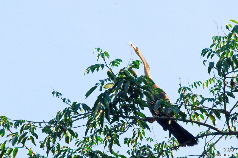 Anhinga female, identification