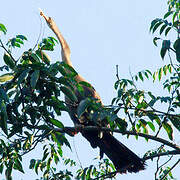 Anhinga d'Amérique