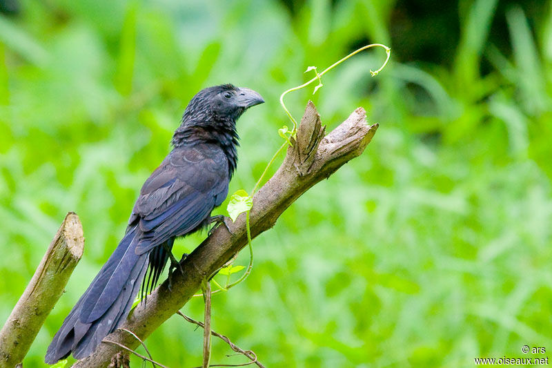 Groove-billed Ani, identification