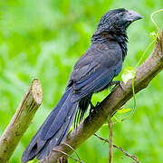 Groove-billed Ani