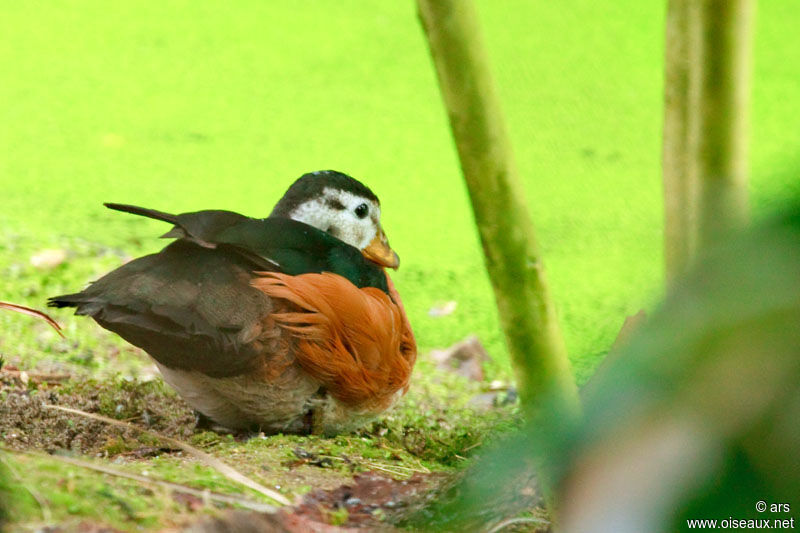 African Pygmy Goose, identification