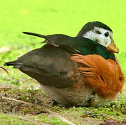 African Pygmy Goose