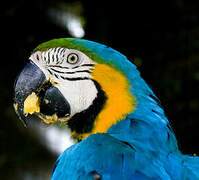 Blue-and-yellow Macaw