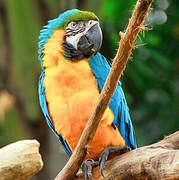 Blue-and-yellow Macaw